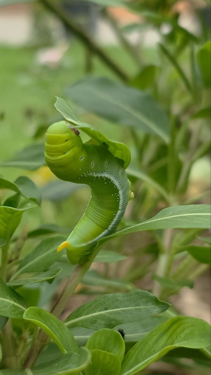 A large green oleander hawk-moth caterpillar with eyespots and a yellow tail horn on a garden plant